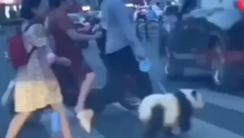 Гуляющую с хозяйкой панду на поводке заметили в Китае