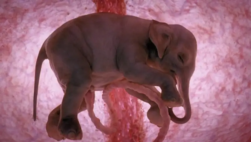 Как выглядят животные в утробе матери