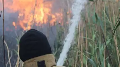 О локализации пожара в Павлодарском лесе сообщают спасатели , фото - Новости Zakon.kz от 07.07.2023 08:04