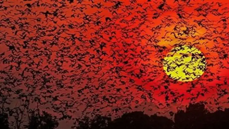 15 невероятных фотографий большого скопления животных