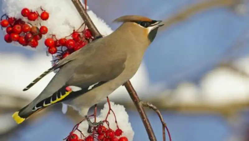 13 февраля на большей части Казахстана сохранится неустойчивая погода
