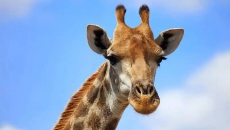 Схватка жирафов со львом попала на видео