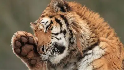 Zakon.kz, фото - Новости Zakon.kz от 19.12.2016 07:35