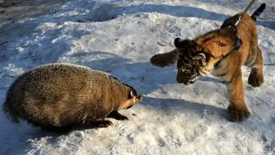 Zakon.kz, фото - Новости Zakon.kz от 12.02.2017 00:08