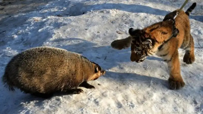 Сын тигра Амура из Владивостока познакомился с барсучихой Катюхой