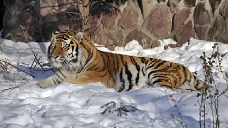 Москвичам разрешат выгуливать тигров, львов и леопардов