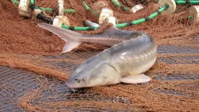 Zakon.kz, фото - Новости Zakon.kz от 21.09.2016 23:20