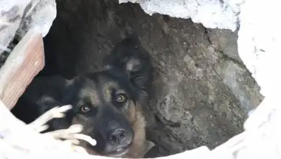 sevkor.ru, фото - Новости Zakon.kz от 16.12.2020 16:48