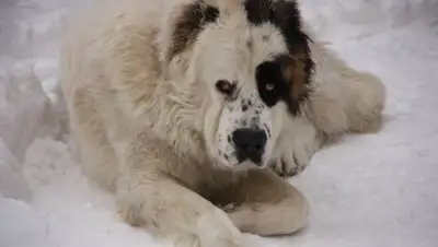 ДП СКО, фото - Новости Zakon.kz от 21.01.2019 19:38