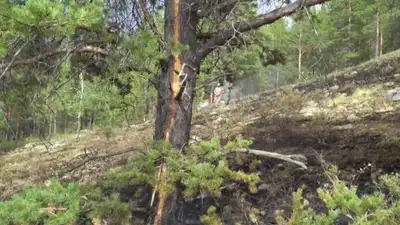 дерево, фото - Новости Zakon.kz от 17.07.2023 20:48