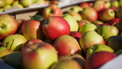 Zakon.kz, фото - Новости Zakon.kz от 16.08.2017 20:34