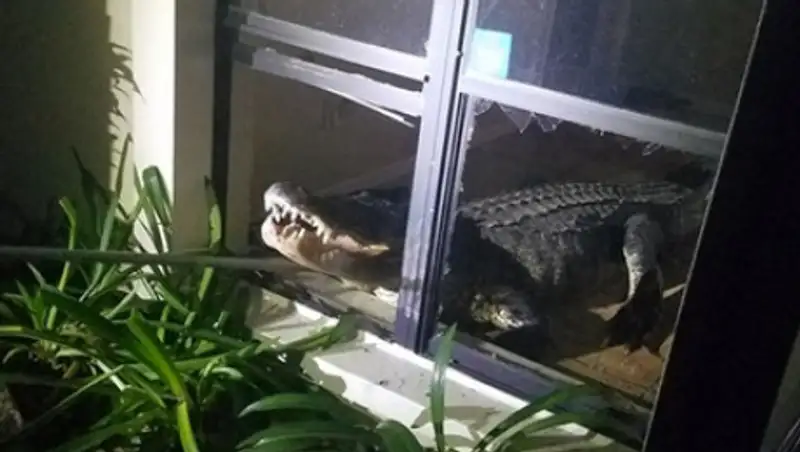 Трехметровый аллигатор ворвался в дом через окно