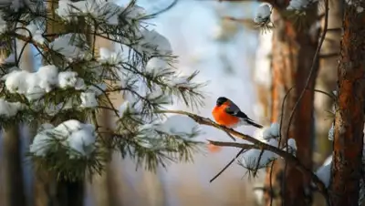 лесные.рф, фото - Новости Zakon.kz от 16.12.2019 06:43