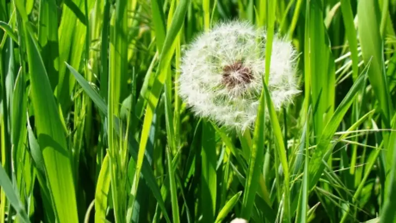 16 августа практически на всей территории Казахстана сохранится погода без осадков