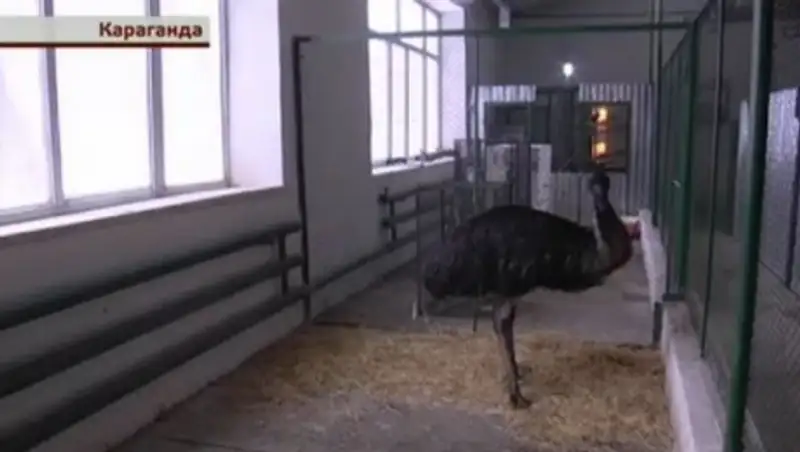 Страус из карагандинского зоопарка метит в Книгу рекордов Гиннеса