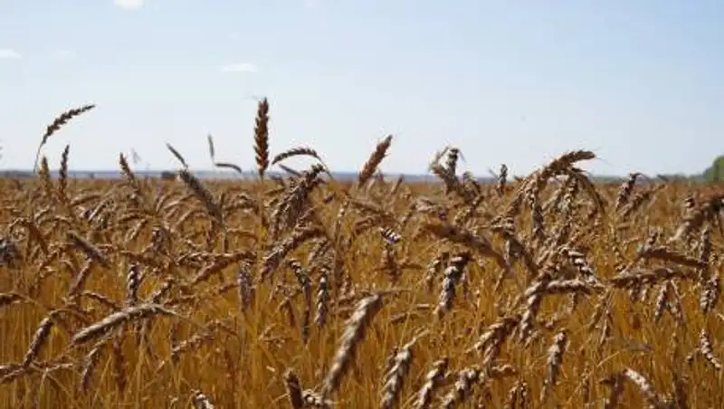 В Акмолинской области завершили уборку зерновых культур