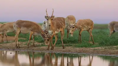 Фермеры ЗКО обеспокоены растущим числом сайгаков , фото - Новости Zakon.kz от 23.05.2023 05:08