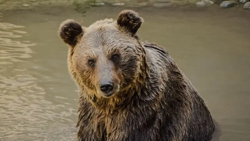 Тяньшанский бурый медведь попал на видео недалеко от Текели ᐈ новость от  10:11, 25 апреля 2023 на zakon.kz