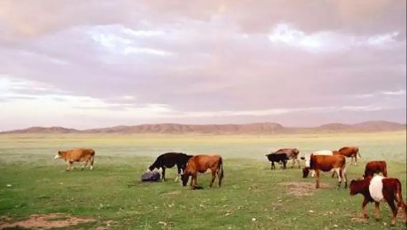 В ВКО бизнесмены скупают пастбища