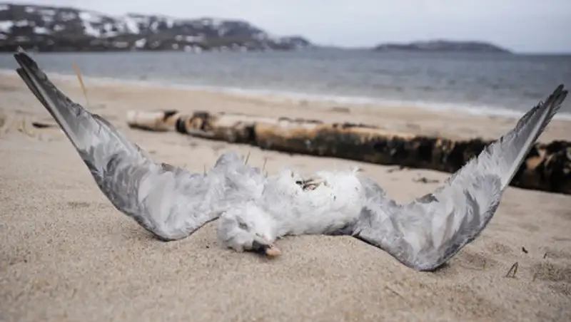 Названа причина гибели чаек в Актобе