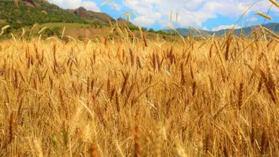 pixabay.com, фото - Новости Zakon.kz от 04.02.2020 10:50