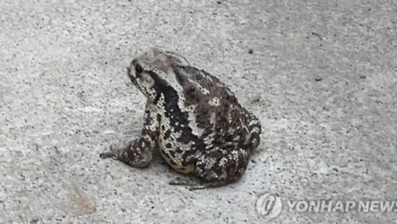 В Южной Корее Гурман скончался, съев по ошибке ядовитую жабу