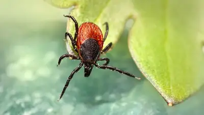 Клещ, фото - Новости Zakon.kz от 17.05.2022 18:48