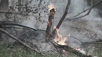 Пожары, Абайская область , фото - Новости Zakon.kz от 13.06.2023 12:05