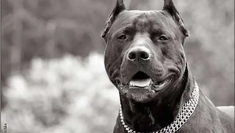 Женщина, натравившая в Караганде на полицейских собаку - наркоторговка , фото - Новости Zakon.kz от 14.11.2013 15:54