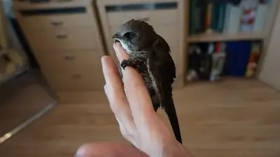 Сезон падения стрижей в Алматы: как спасти оказавшихся на земле птиц, фото - Новости Zakon.kz от 03.07.2023 17:47