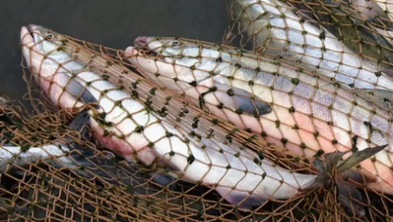 Генпрокуратура: 30% экспортированной из Казахстана рыбной продукции добыто браконьерами