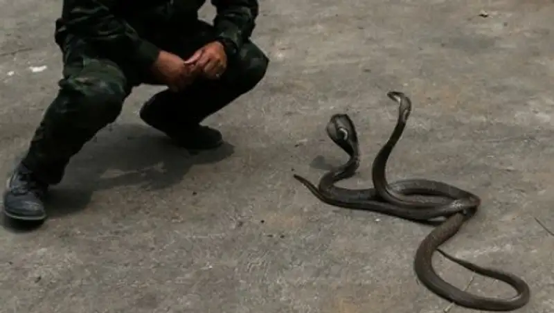 Укротитель змей умер от укуса кобры