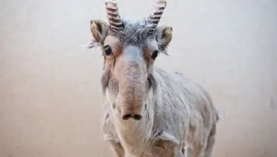 zooblog.ru, фото - Новости Zakon.kz от 20.03.2019 08:22