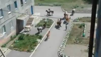 Zakon.kz, фото - Новости Zakon.kz от 05.07.2017 20:17