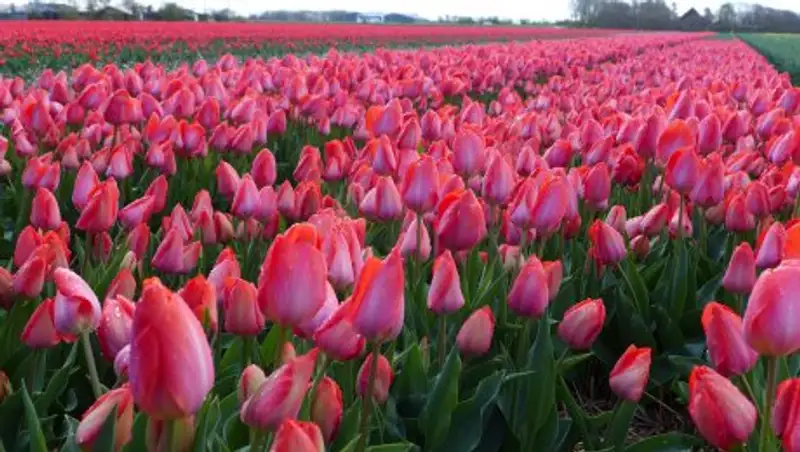 Тысячи голландских тюльпанов сорта Арман Қала едут в Астану