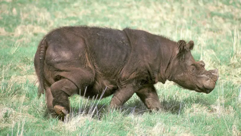 Умер последний в Малайзии суматранский носорог