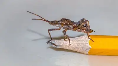 нашествие насекомых на общежитие, фото - Новости Zakon.kz от 20.05.2023 01:02