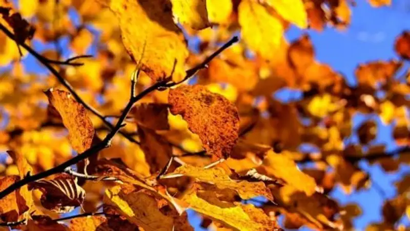 На большей части Казахстана ожидается погода без осадков