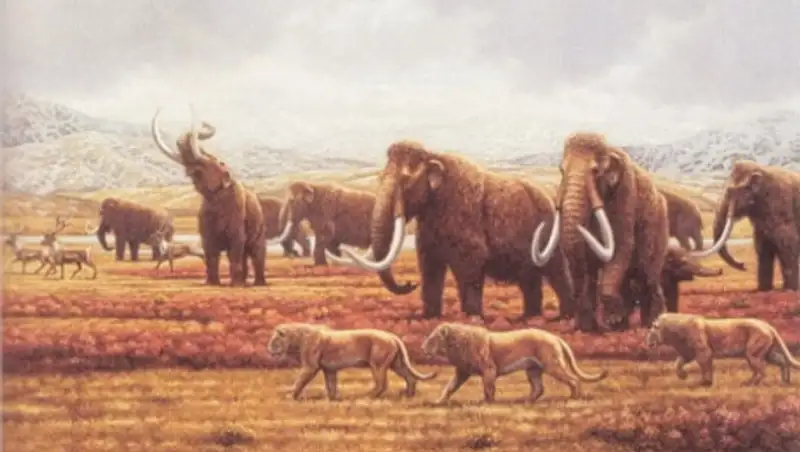 В Якутии найдены останки детенышей пещерного льва уникальной сохранности