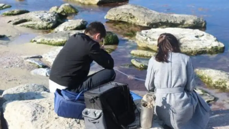 После обнаружения мертвых тюленей на побережье Актау проводят экологическую проверку