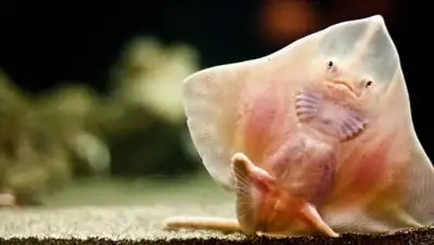 flickr.com, фото - Новости Zakon.kz от 02.02.2021 15:15