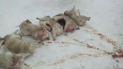 Zakon.kz, фото - Новости Zakon.kz от 05.02.2016 04:09