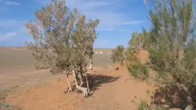 wikimedia.org, фото - Новости Zakon.kz от 15.06.2021 10:12