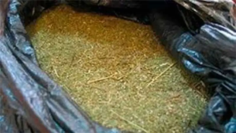 На станции Шу задержали жителя Алматинской области с тонной свежескошенной марихуаны