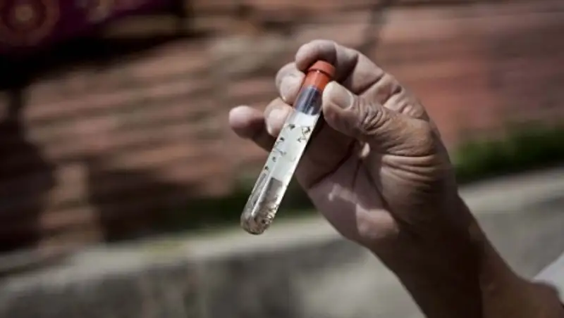 Число стран, где можно заразиться лихорадкой Зика, увеличилось до 50