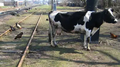 Пресс-служба Департамента полиции на транспорте, фото - Новости Zakon.kz от 25.11.2019 11:49