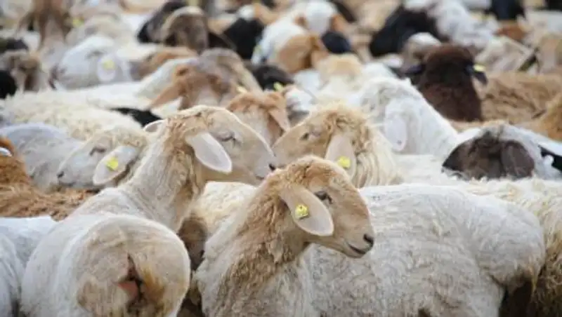 В СКО водитель сбил отару овец