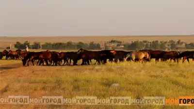 Zakon.kz, фото - Новости Zakon.kz от 14.06.2014 22:04