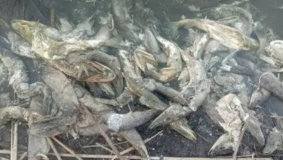рыба погибла Павлодарская область, фото - Новости Zakon.kz от 21.04.2022 06:02