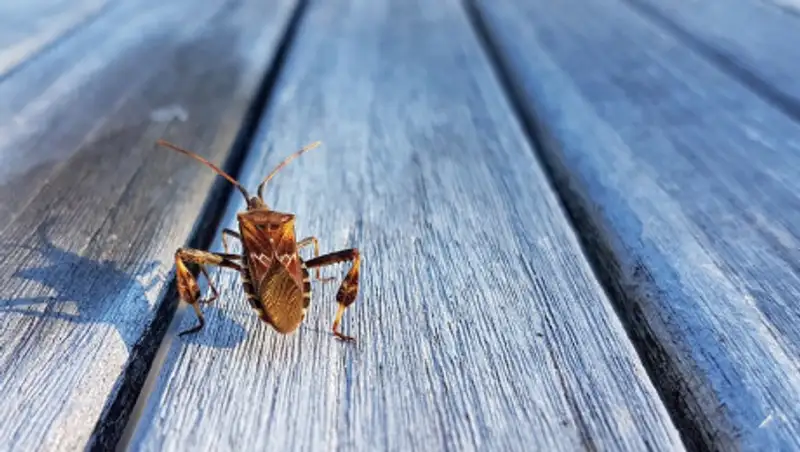 Женщина и двое детей отравились при "войне" с клопами в Актау